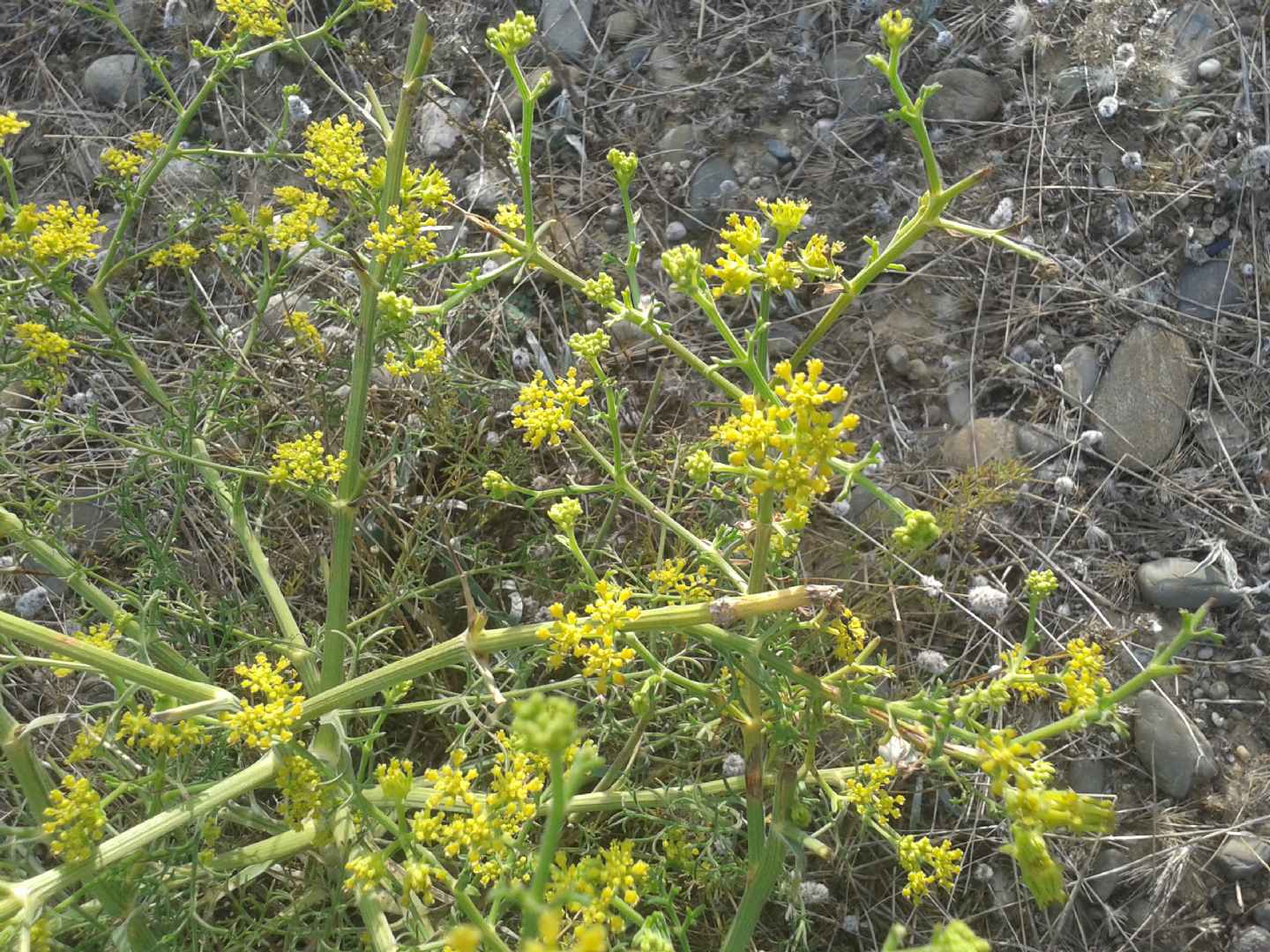 Echinophora tenuifolia